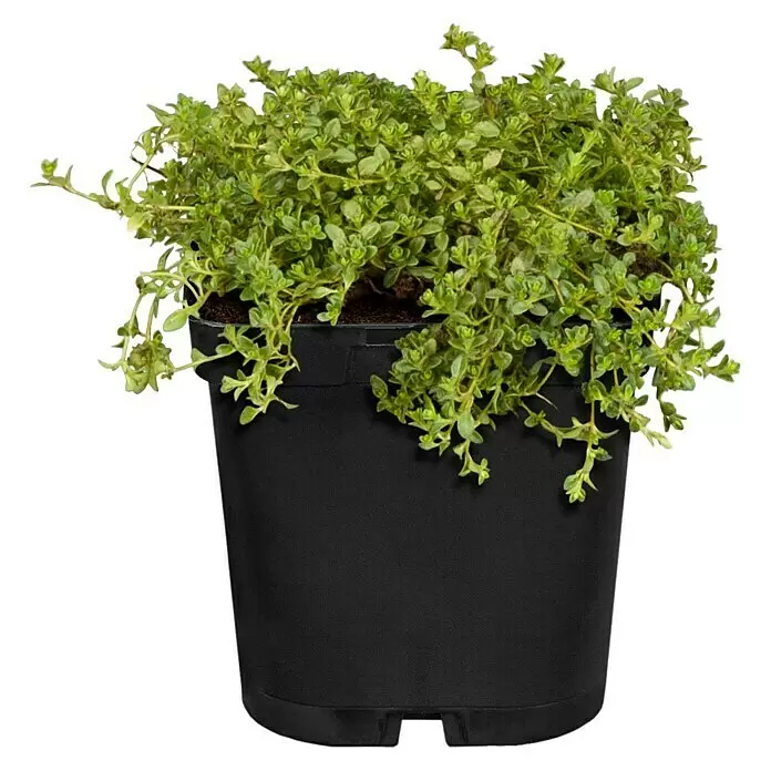 Piardino Staude "Weißer Staudengarten" - Stauden in Arten & Sorten, Topfgröße: 9 cm - Vorderansicht