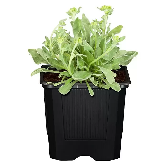 Piardino Staude "Gelber Staudengarten" - Stauden in Arten & Sorten, Topfgröße: 9 cm - Vorderansicht