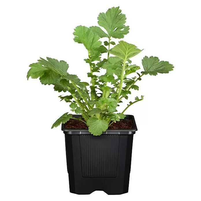Piardino Staude "Gelber Staudengarten" - Stauden in Arten & Sorten, Topfgröße: 9 cm - Vorderansicht