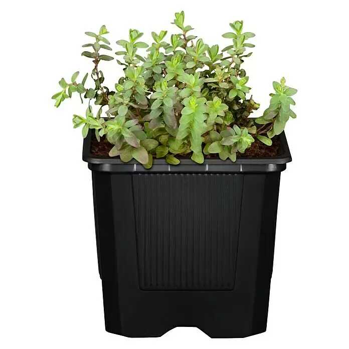 Piardino Staude "Gelber Staudengarten" - Stauden in Arten & Sorten, Topfgröße: 9 cm - Vorderansicht
