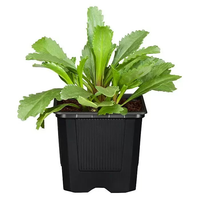 Piardino Staude "Gelber Staudengarten" - Stauden in Arten & Sorten, Topfgröße: 9 cm - Vorderansicht