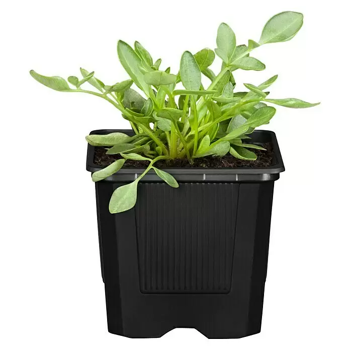 Piardino Staude "Gelber Staudengarten" - Stauden in Arten & Sorten, Topfgröße: 9 cm - Vorderansicht