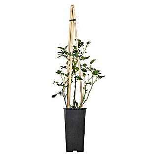 Piardino Kletterrose (Rosa Hybride 'Schneewalzer ®')