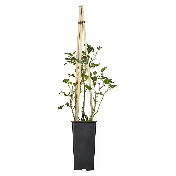Piardino Kletterrose - Rosa Hybride 'Schneewalzer ®' - Vorderansicht