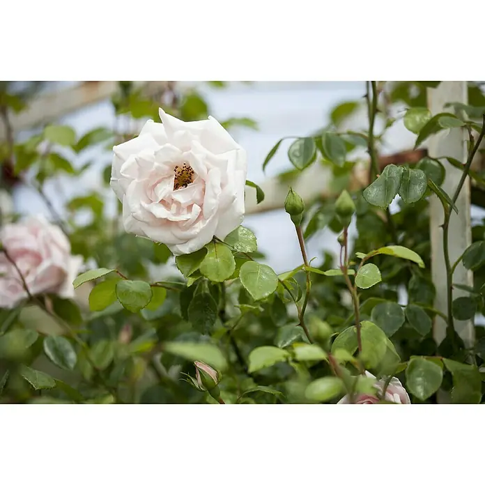 Piardino Kletterrose - Rosa Hybride 'Schneewalzer ®' - Nahaufnahme einer zarten weißen Rose in voller Blüte, umgeben von grünen Blättern und Knospen, die ihre natürliche Schönheit hervorhebt.