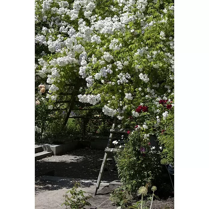 Piardino Kletterrose - Rosa Hybride 'Schneewalzer ®' - Stimmungsaufnahme