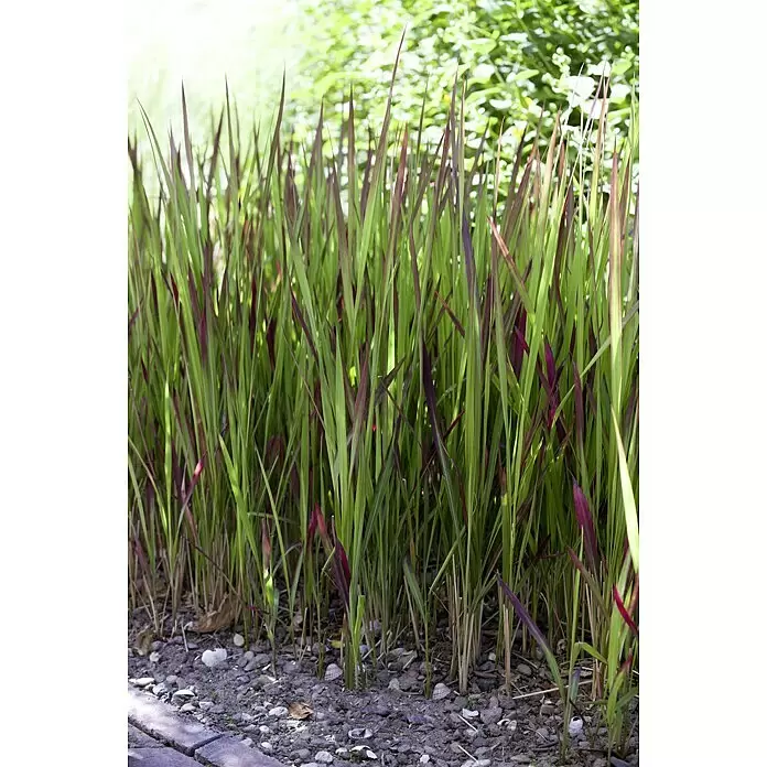 Piardino Japanisches Blutgras - Imperata cylindrica 'Red Baron', Topfgröße: 14 cm, Rot/Grün - Stimmungsaufnahme