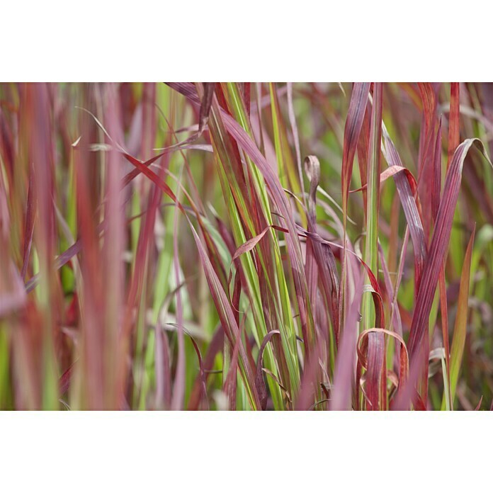 Piardino Japanisches BlutgrasImperata cylindrica 'Red Baron', Topfgröße: 14 cm Mood Shot