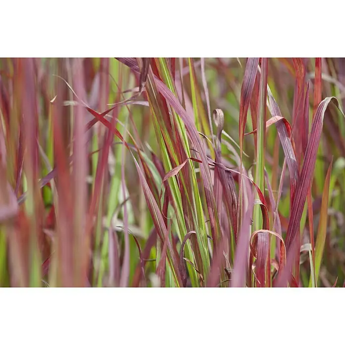Piardino Japanisches Blutgras - Imperata cylindrica 'Red Baron', Topfgröße: 14 cm, Rot/Grün - Nahaufnahme von rotem Ziergras, das sich sanft im Wind wiegt, mit grünen Akzenten für einen lebendigen Farbtupfer in jedem Garten.