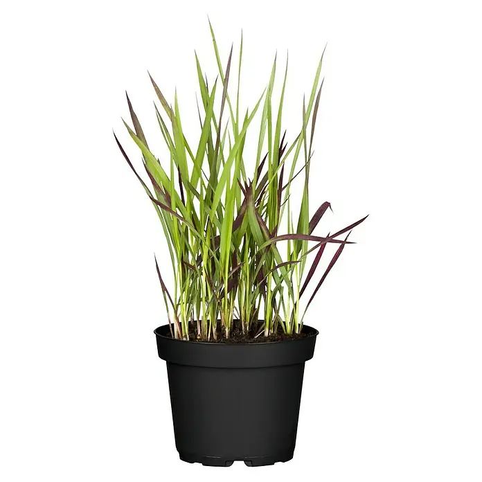 Piardino Japanisches Blutgras - Imperata cylindrica 'Red Baron', Topfgröße: 14 cm, Rot/Grün - Topfpflanze mit grünen und violetten Blättern. Die elegante Pflanze ist ideal für drinnen und draußen.