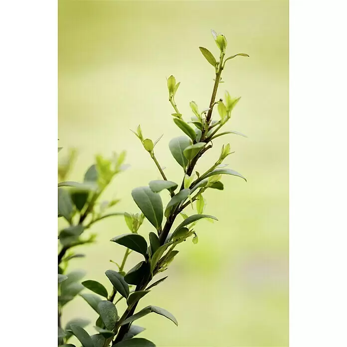 Piardino Stechpalme - Ilex crenata 'Dark Green', Topfgröße: 17 cm - Stimmungsaufnahme