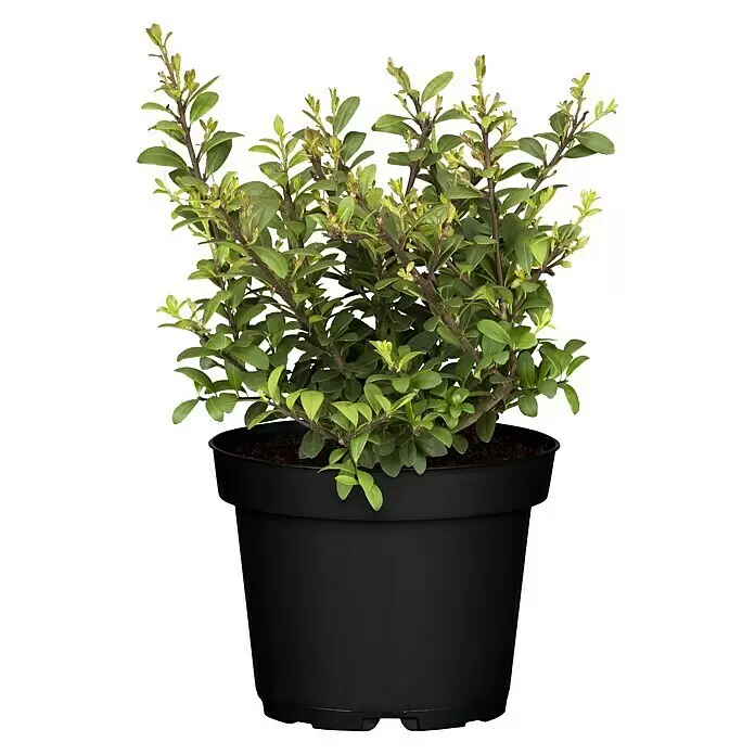 Piardino Stechpalme - Ilex crenata 'Dark Green', Topfgröße: 17 cm - Vorderansicht