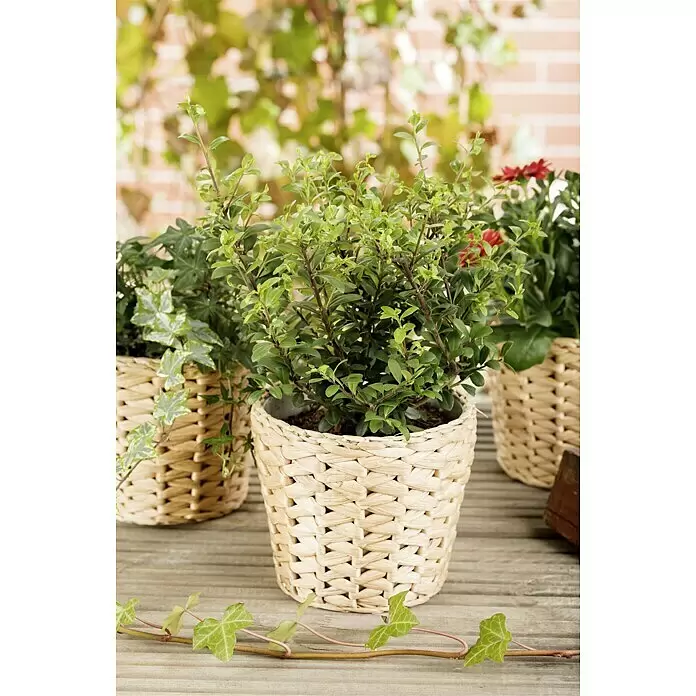 Piardino Stechpalme - Ilex crenata 'Dark Green', Topfgröße: 17 cm - Stimmungsaufnahme