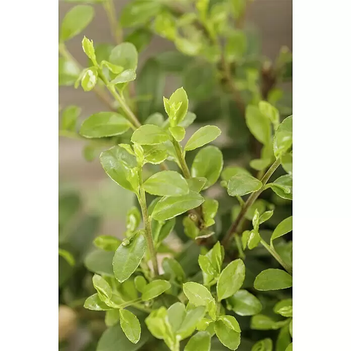 Piardino Stechpalme - Ilex crenata 'Dark Green', Topfgröße: 17 cm - Stimmungsaufnahme