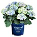 Piardino Hortensie 