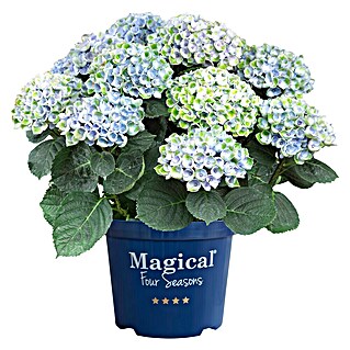 Piardino Hortensie (Hydrangea macrophylla 'Magical', Blütenfarbe: Artenabhängig)