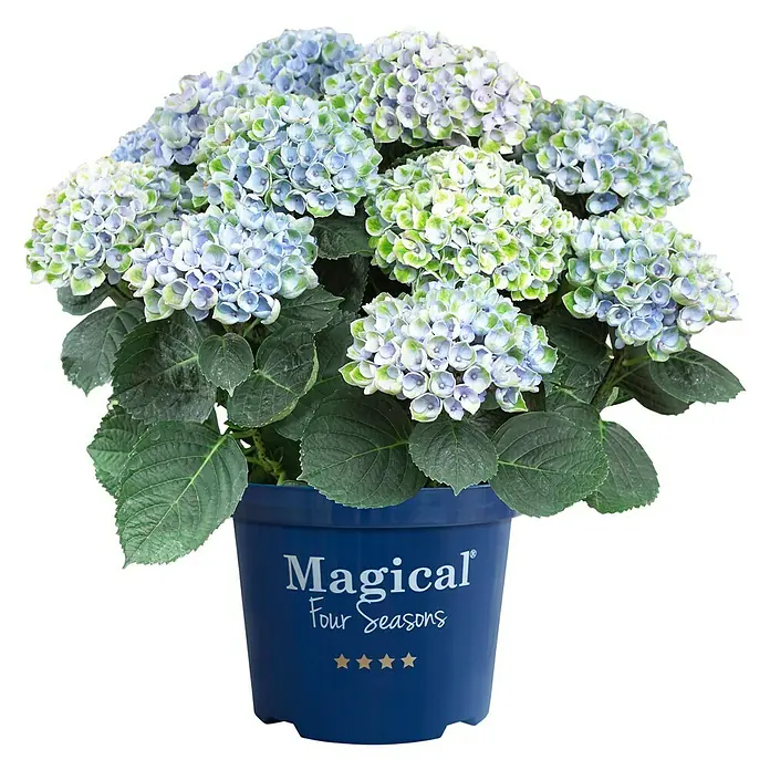 Piardino HortensieHydrangea macrophylla 'Magical', Blütenfarbe: Artenabhängig