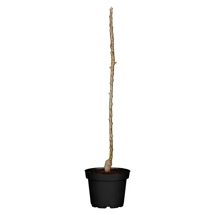 Piardino Bio Apfelbaum - Malus domestica, 5 l, Erntezeit: September - Ein schlanker, junger Baum mit kahlen Ästen in einem schwarzen Topf, isoliert auf einem weißen Hintergrund.