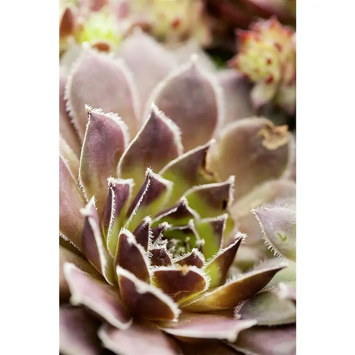 Piardino Hauswurz Trio - Sempervivum, Topfgröße: 13 cm, Grün/Rot - Nahaufnahme einer Echeveria-Pflanze mit rosa und grünen Blättern, die eine attraktive, sukkulente Textur bietet.