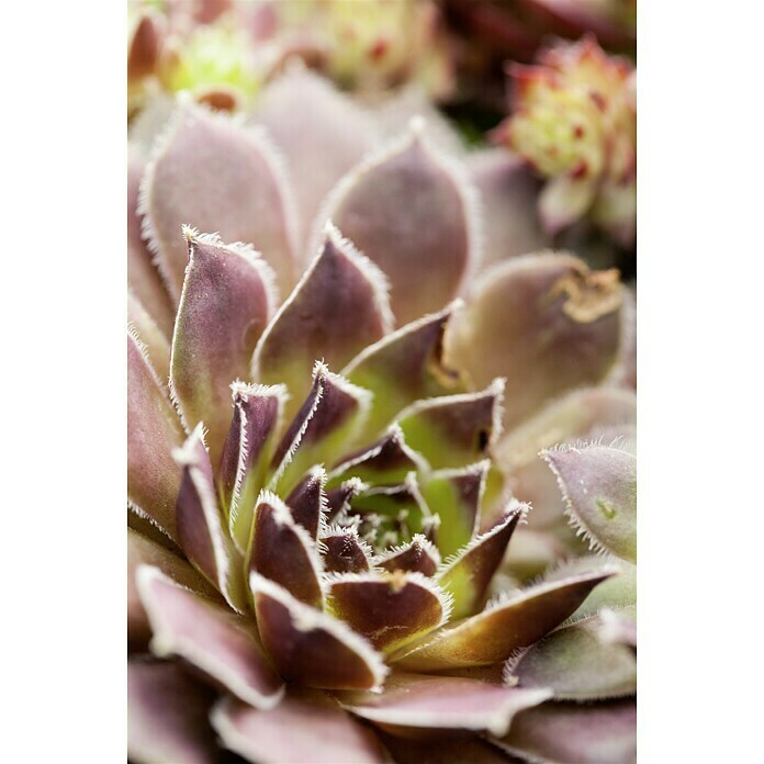 Piardino Hauswurz TrioSempervivum, Topfgröße: 13 cm, Grün/Rot Mood Shot