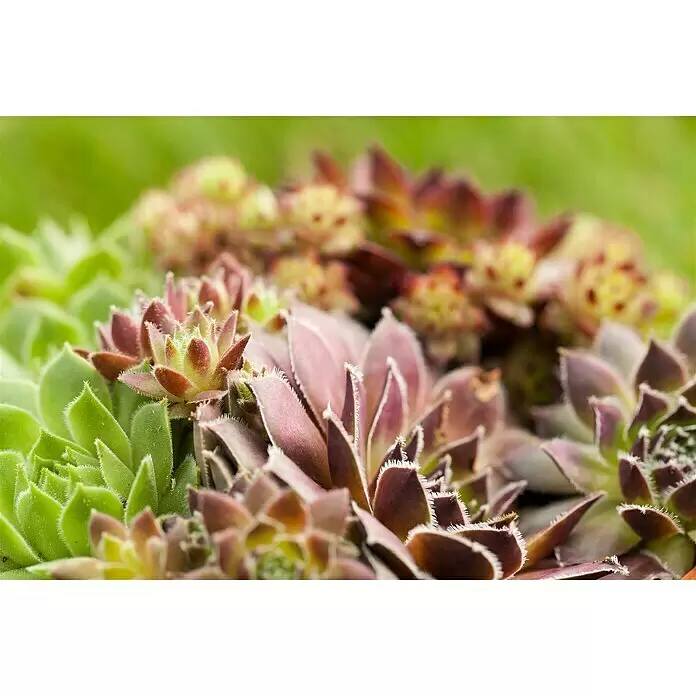 Piardino Hauswurz Trio - Sempervivum, Topfgröße: 13 cm, Grün/Rot - Lebendige Gruppe grüner und violetter Sukkulentenrosetten mit weichen, flaumigen Blättern.