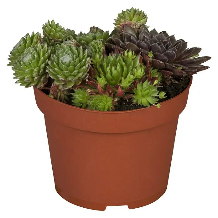 Piardino Hauswurz Trio - Sempervivum, Topfgröße: 13 cm, Grün/Rot - Ein Topf mit verschiedenen Hauswurz-Arten, darunter grüne und dunkelrote Varianten, die in einem braunen Terrakottatopf arrangiert sind.