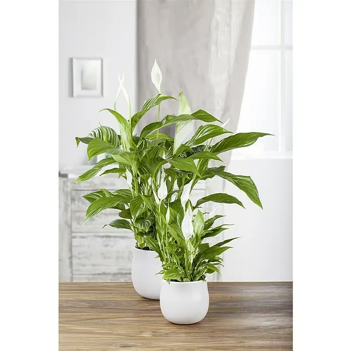 Piardino Einblatt - Spathiphyllum floribundum, Topfgröße: 17 cm - Zwei blühende, grüne Friedenslilien in weißen Töpfen, die auf einem Holztisch stehen und für einen frischen Look sorgen.