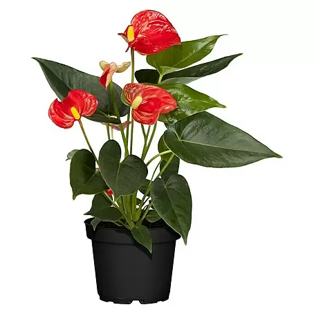 Piardino  Flamingoblume Mini Farbmix