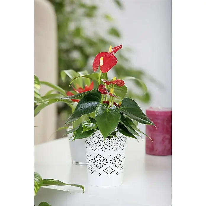 Piardino Flamingoblume Mini Farbmix - Anthurium x Andreanum, Topfgre: 7  cm, Farbmix online kaufen bei BAUHAUS