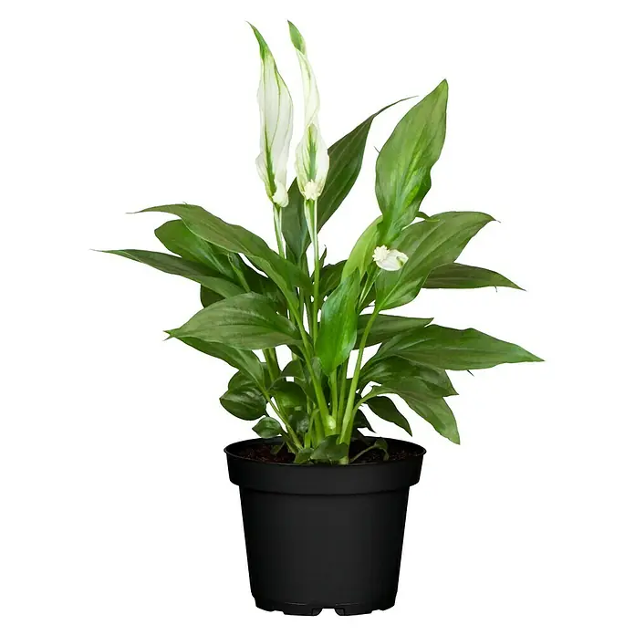 Piardino Einblatt Mini - Spathiphyllum floribundum, Topfgröße: 7 cm, Weiß - Friedenslilie in einem schwarzen Topf. Die Zimmerpflanze hat grüne Blätter und elegante weiße Blütenstände.
