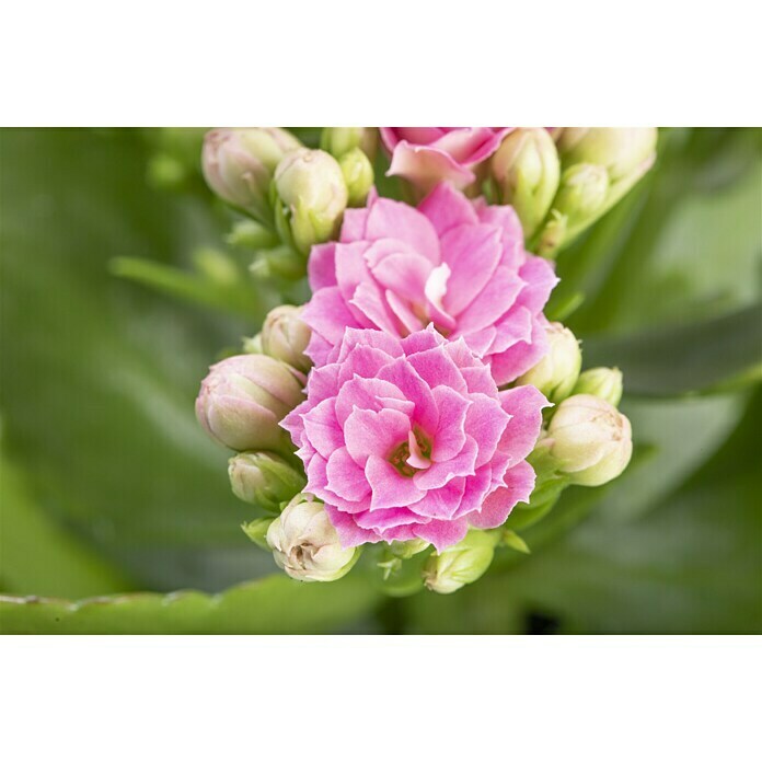 Piardino Flammendes Käthchen Mini (Kalanchoe blossfeldiana, Topfgröße: 7 cm, Rosa)