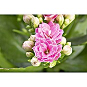 Piardino Flammendes Käthchen Mini (Kalanchoe blossfeldiana, Topfgröße: 7 cm, Rosa)