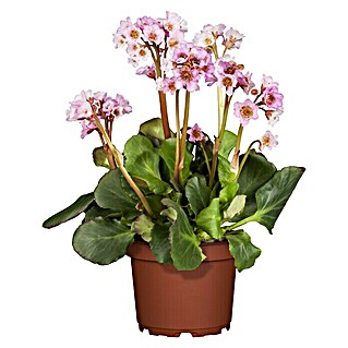 Piardino Bergenie (Bergenia cordifolia, Rosa, 14 cm)