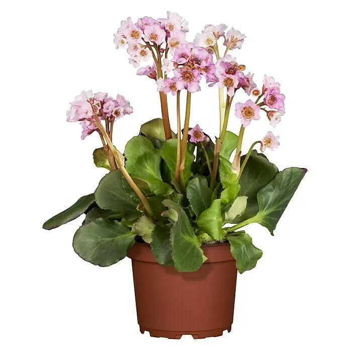 Piardino BergenieBergenia cordifolia, Rosa, 14 cm