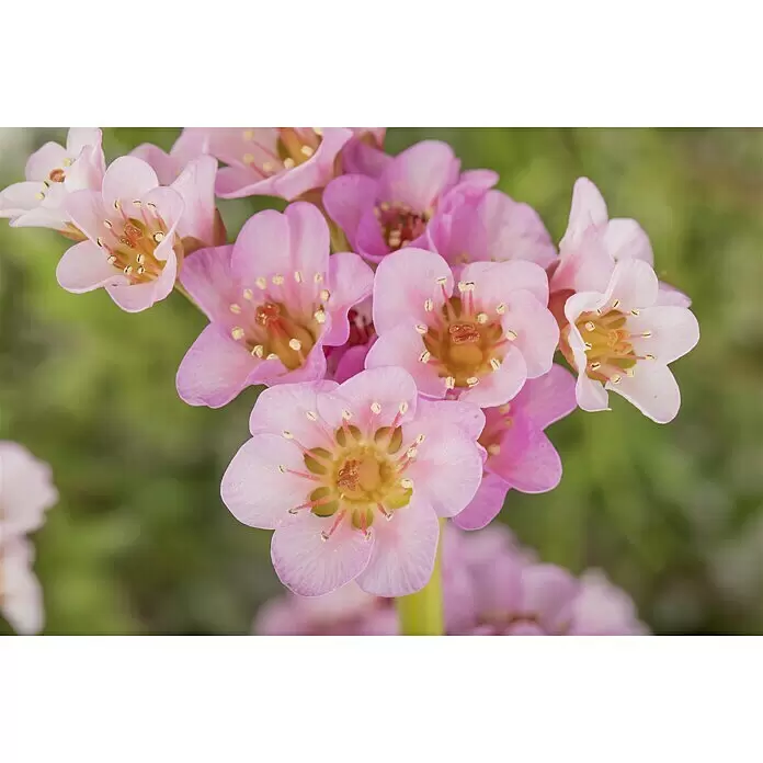 Piardino Bergenie - Bergenia cordifolia, Rosa, 14 cm - Stimmungsaufnahme