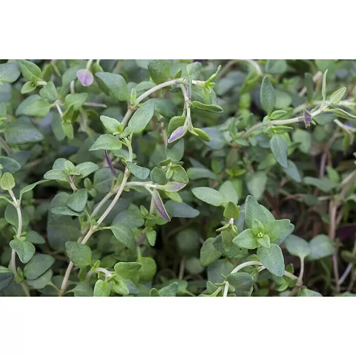 Piardino Bohnenkraut - Satureja hortensis - Stimmungsaufnahme