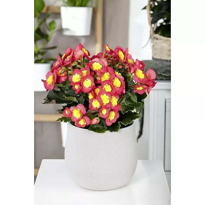 Piardino BegonieBegonia elatior Valentino Pink, Topfgröße: 14 cm, Zweifarbig