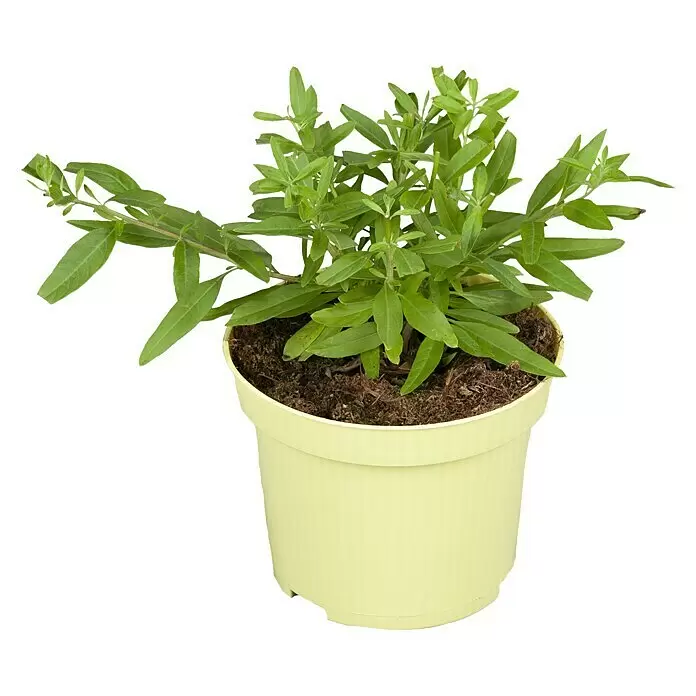 Piardino Minzbusch - Lippia polystacha, Topfgröße: 12 cm - Vorderansicht
