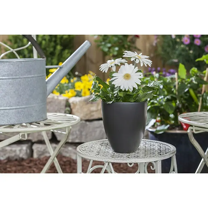 Piardino Gerbera - Gerbera jamesonii, Tamaño de maceta: 12 cm - Una jardinera elegante de antracita con margaritas Gerbera blancas, puesta en escena sobre una mesa auxiliar decorativa en el jardín.
