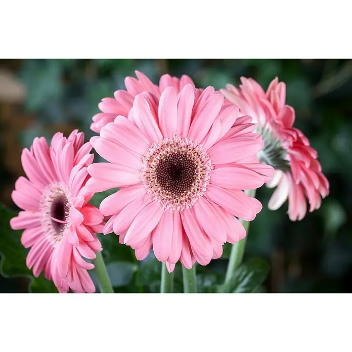 Piardino Gerbera - Gerbera jamesonii, Tamaño de maceta: 12 cm - Primer plano de tres delicadas flores de Gerbera rosas con centros oscuros, creando un ambiente elegante y relajante.