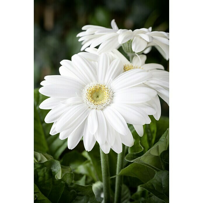 Gerbera jamesonii 12i.F. gem.