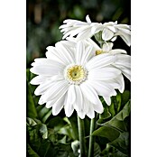 Gerbera jamesonii 12i.F. gem.
