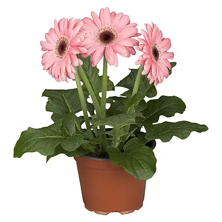 Piardino  Gerbera