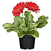 Gerbera jamesonii 12i.F. gem.