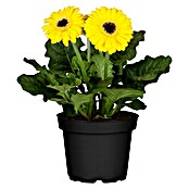 Gerbera jamesonii 12i.F. gem.