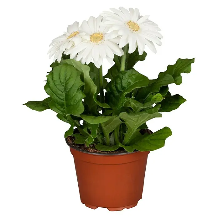 Piardino Gerbera - Gerbera jamesonii, Tamaño de maceta: 17 cm - Planta de Gerbera blanca en una maceta marrón.