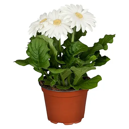 Piardino  Gerbera