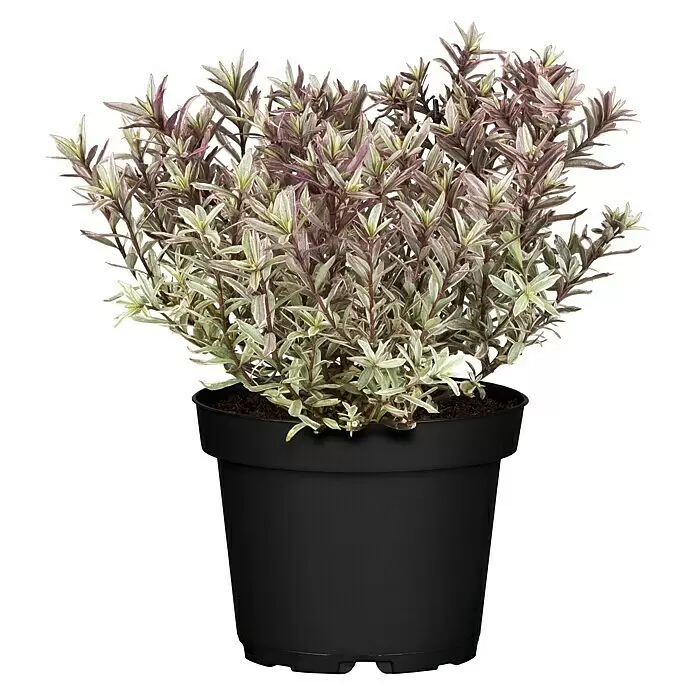 Piardino Strauchveronika in Sorten gemischtHebe 'Magicolors', Topfgröße: 12 cm, In Sorten gemischt