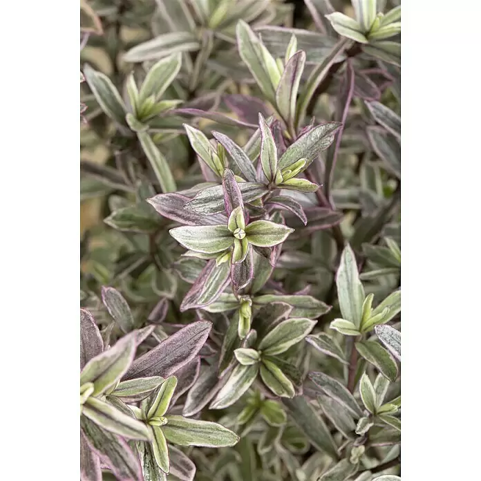 Piardino Strauchveronika in Sorten gemischtHebe 'Magicolors', Topfgröße: 12 cm, In Sorten gemischt