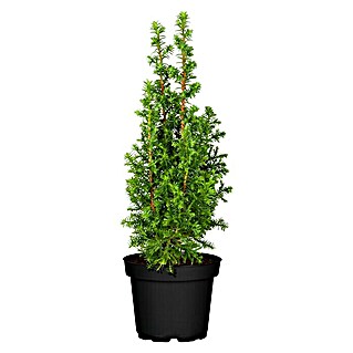 Piardino Säulenzypresse (Chamaecyparis thyoides 'Excellent Point', Topfgröße: 9 cm)